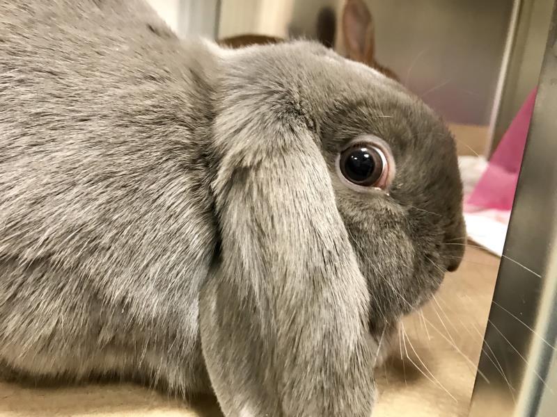 Adopt EEYORE a French Lop