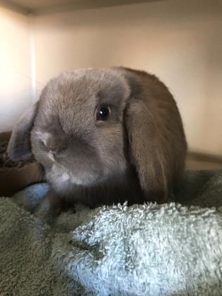 Adopt Twinkle a Holland Lop