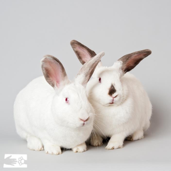 Adopt Juniper & Aspen a Bunny Rabbit