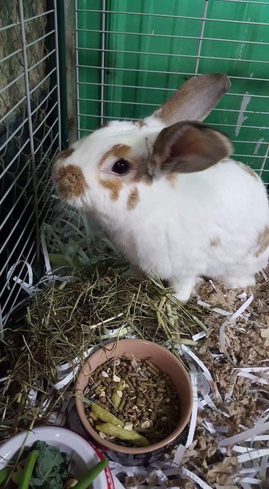 Adopt Chomps a Lop Eared
