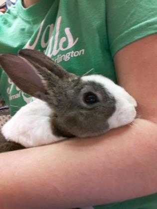 Adopt Chandler a Chocolate Rex / Other/Unknown / Mixed rabbit in Arlington