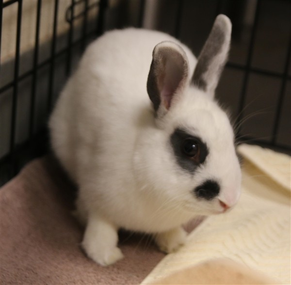 Adopt Specs a American / Mixed (short coat) rabbit in Dallas, TX (24852774)