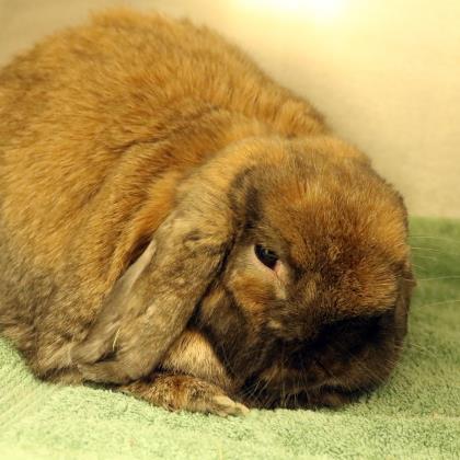 Adopt Houdini a Chocolate Lop-Eared / Mixed rabbit in Ann Arbor, MI (24627542)