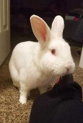Adopt Murphy a White Lionhead / American / Mixed rabbit in Dayton, OH (20501185)