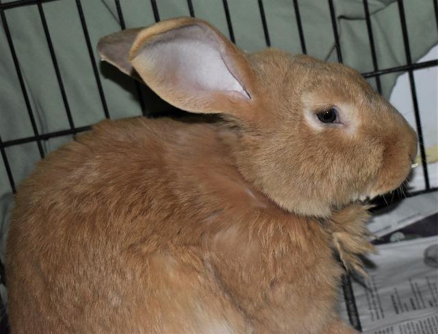 Adopt Levy a Flemish Giant