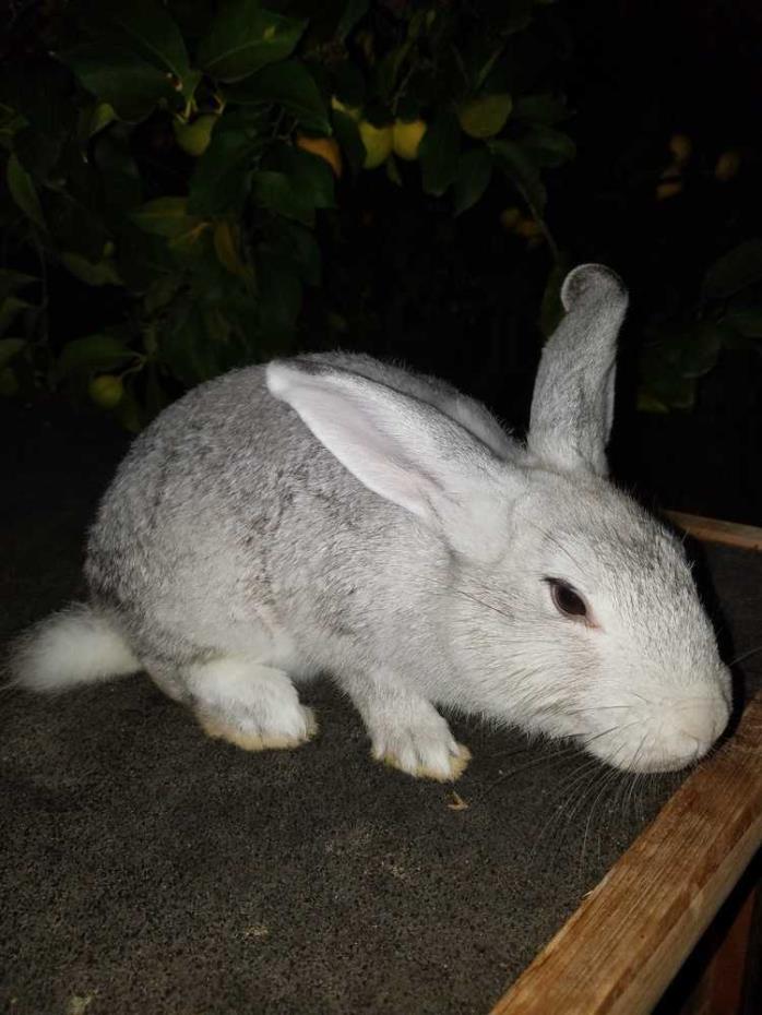 Adopt Bunny Boo a New Zealand, American