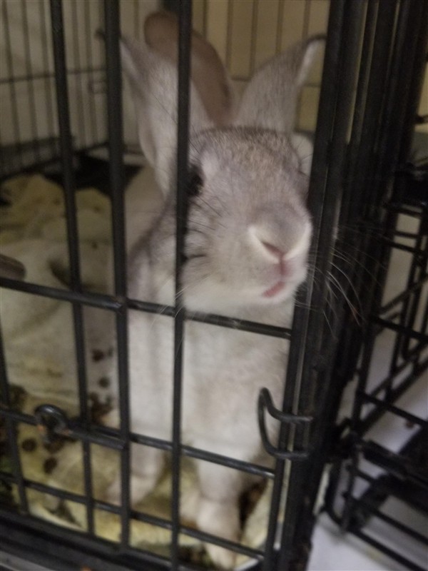 Adopt Turnip a Mini Rex / Mixed rabbit in Silverdale, WA (24708246)