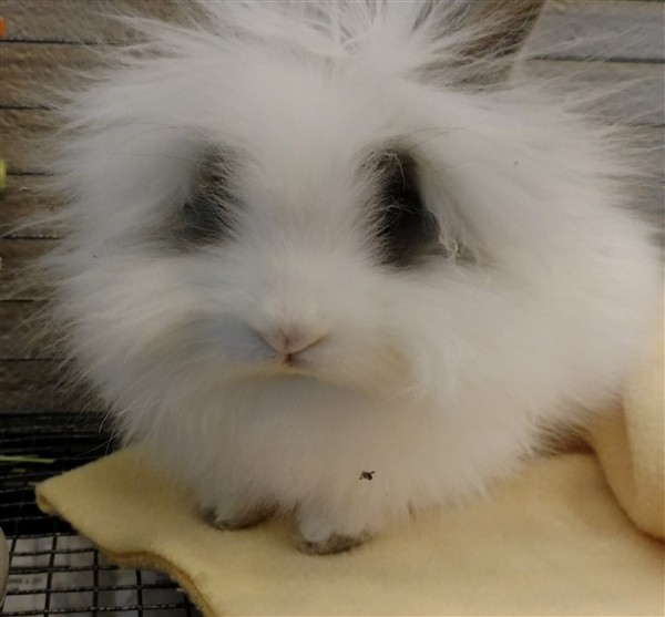 Adopt Forrest a Angora, English / Mixed rabbit in Versailles, KY (20496908)