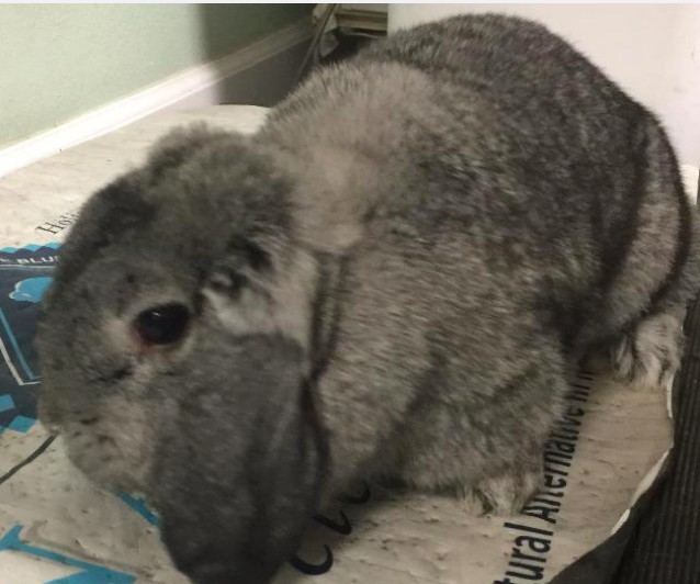 Adopt Allegra a Other/Unknown / Mixed rabbit in Pearblossom, CA (20554011)