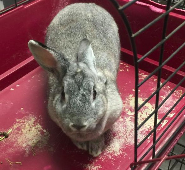 Adopt Nessy a Other/Unknown / Mixed rabbit in Pearblossom, CA (20554015)