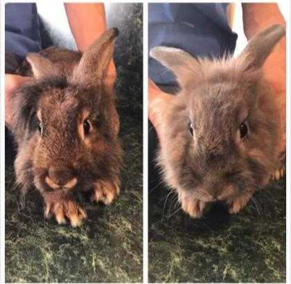 Adopt Mocha a Chocolate Lionhead / Other/Unknown / Mixed rabbit in Shelbyville