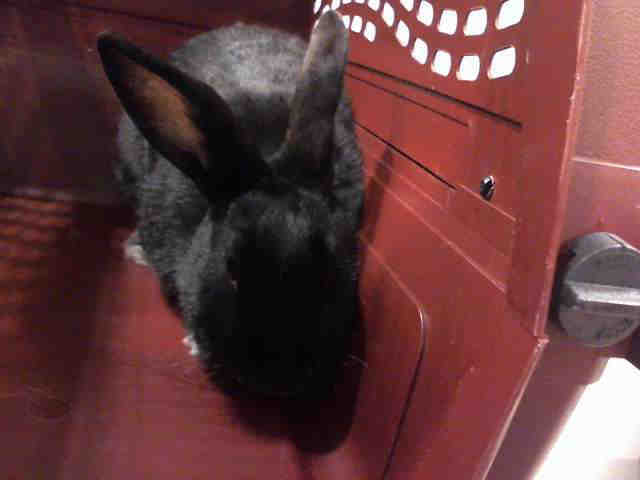 Adopt LUCY a Black Other/Unknown / Mixed rabbit in Murray, UT (24622212)