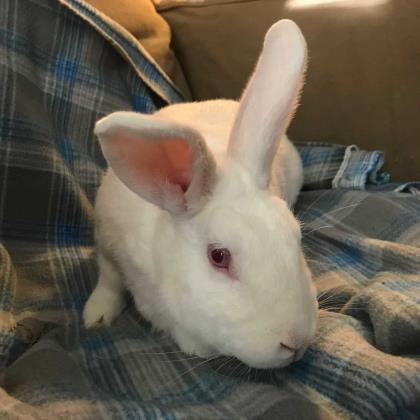 Adopt Ramona a White Californian / Other/Unknown / Mixed rabbit in Maumee