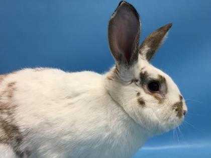 Adopt Meiko a White English Spot / Mixed rabbit in Golden Valley, MN (20576714)