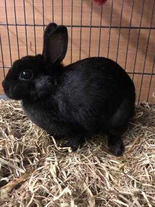 Adopt Babs Bunny a Black Other/Unknown / American / Mixed rabbit in Chamblee