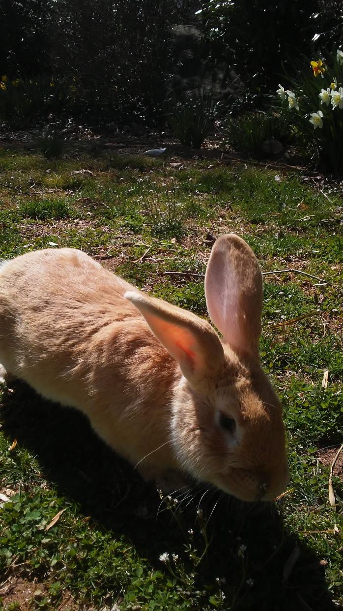 Adopt Rex a Other/Unknown / Mixed (short coat) rabbit in Lynchburg