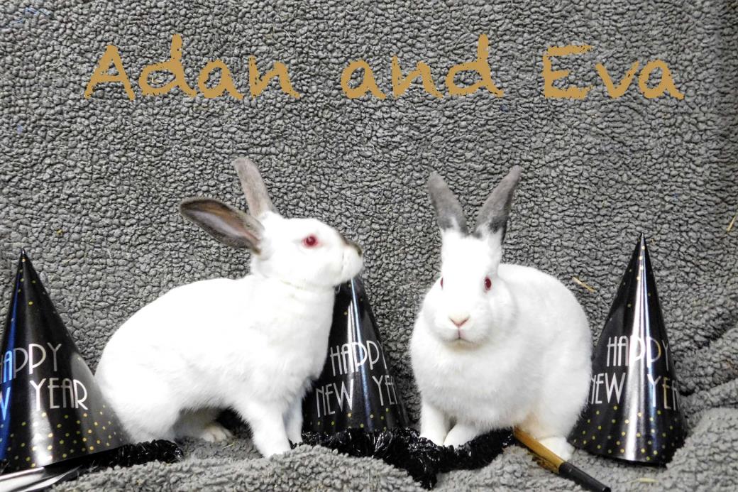 Adopt Adan a Albino or Red-Eyed White Californian / Mixed (medium coat) rabbit