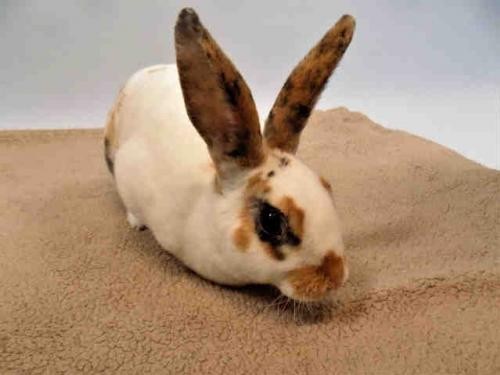 Adopt BUBBLY a Rex / Mixed (medium coat) rabbit in Loveland, CO (20704841)