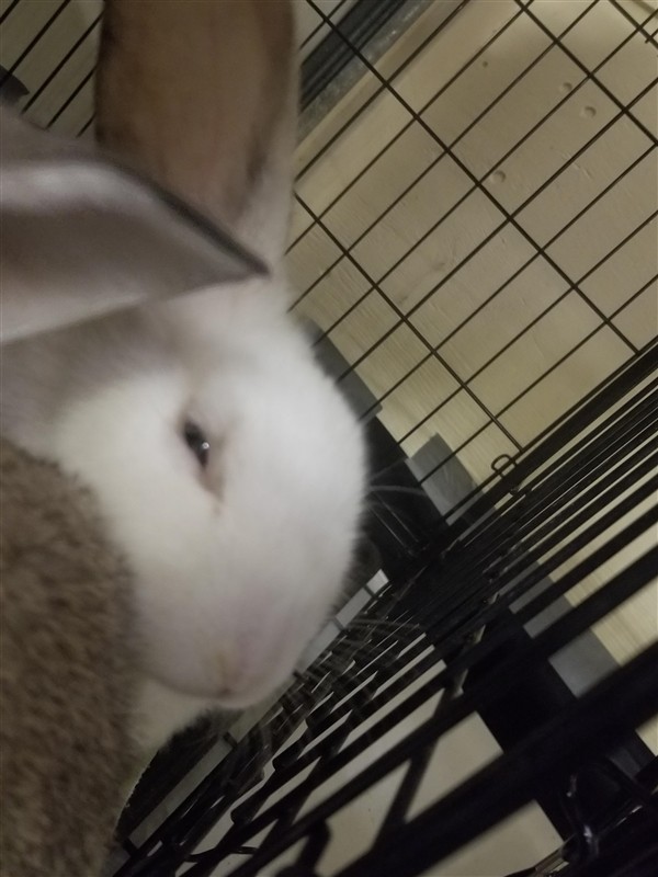 Adopt Parsnip a American / Mixed rabbit in Silverdale, WA (24708247)