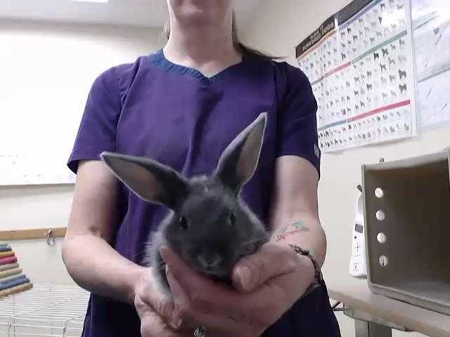 Adopt a Grey/Silver Other/Unknown / Mixed rabbit in Palmer, AK (24273912)