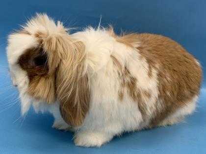 Adopt Gima a Tan Lop, English / Mixed rabbit in Woodbury, MN (24690941)