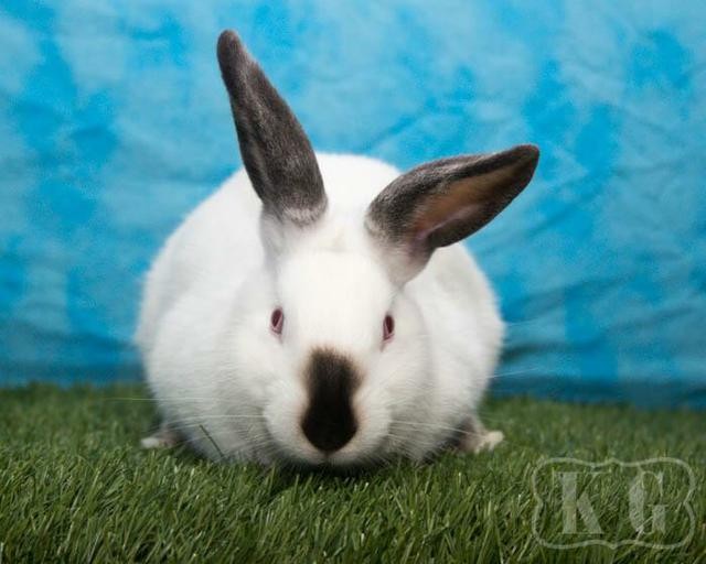 Adopt Parsley a Californian / Mixed (short coat) rabbit in Pflugerville