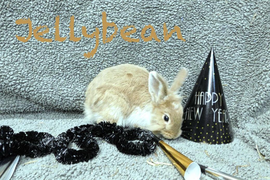 Adopt Jellybean a Orange Lionhead / Mixed (medium coat) rabbit in Elizabethtown