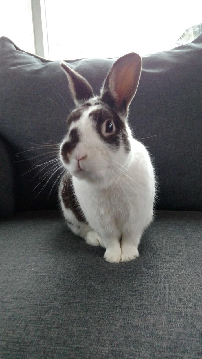 Adopt Castiel a Chocolate Dwarf / Mixed (short coat) rabbit in Grand Rapids