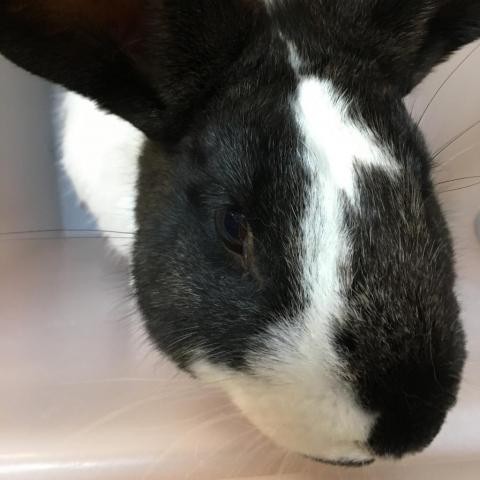 Adopt Looney a American rabbit in Las Cruces, NM (24219587)