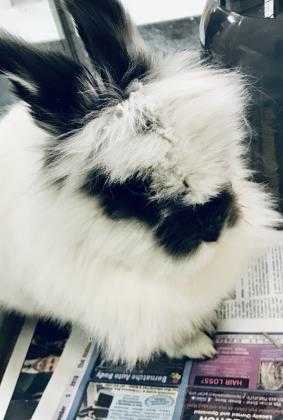 Adopt Fluffy~18/19-0448b a White Other/Unknown / Other/Unknown / Mixed rabbit in