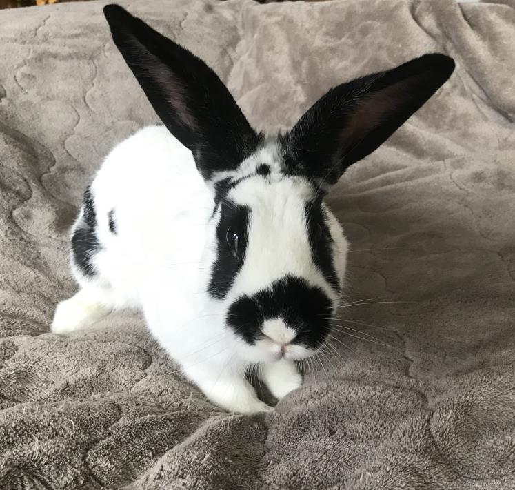 Adopt Patches a White American / Mixed (short coat) rabbit in Warwick