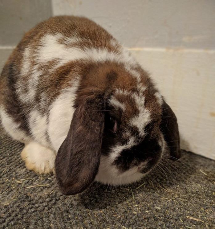 Adopt Edith a Chocolate Lop, Holland / Mixed (short coat) rabbit in Grand