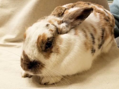 Adopt Taffie a Bunny Rabbit