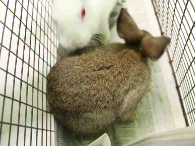 Adopt A1748851 a Bunny Rabbit