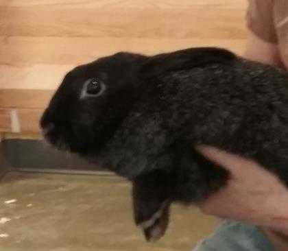 Adopt Marge a Black Other/Unknown / Mixed rabbit in DeKalb, IL (20710830)