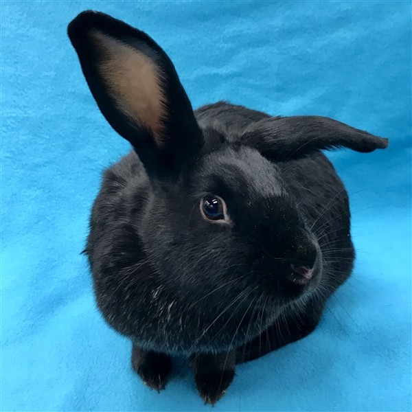 Adopt Peepo a New Zealand / Mixed rabbit in Des Moines, IA (20711770)