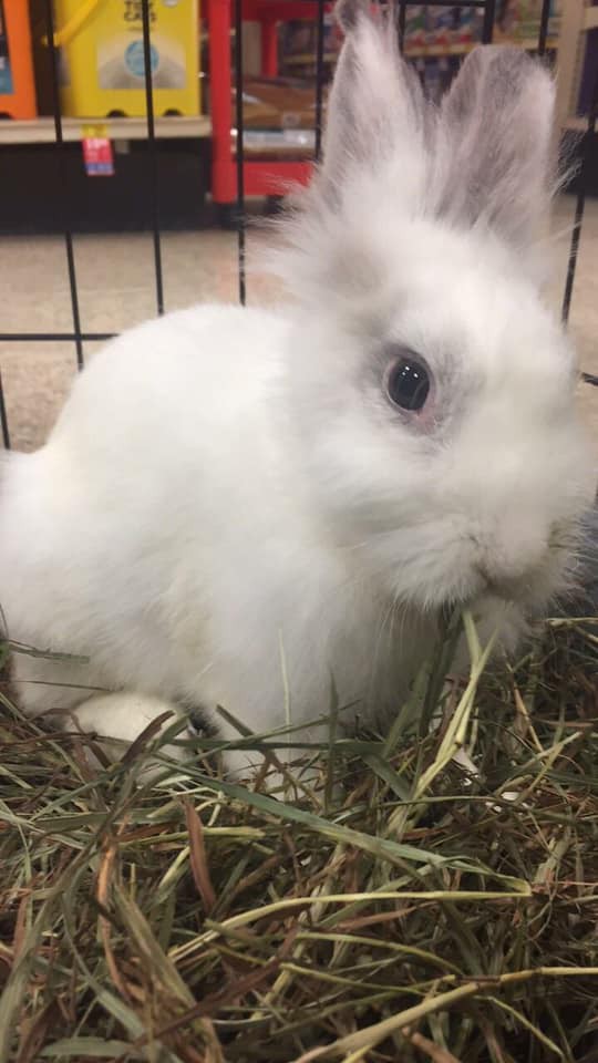 Adopt Levi a Other/Unknown / Mixed (long coat) rabbit in Naples, FL (24639722)