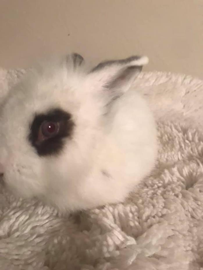 Adopt Jeremy a Lionhead / Mixed (long coat) rabbit in Naples, FL (24639656)