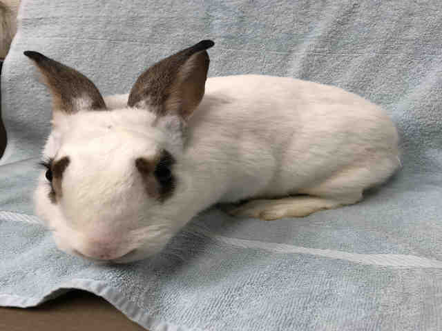 Adopt *JESSICA a White Other/Unknown / Mixed rabbit in Upper Marlboro