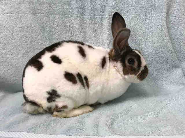 Adopt *ROGER a White Other/Unknown / Mixed rabbit in Upper Marlboro