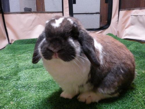 Adopt Lucky a Multi Mini Lop / Mixed (short coat) rabbit in Conway