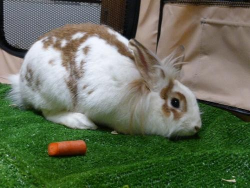 Adopt Dolly a Multi Other/Unknown / Mixed (medium coat) rabbit in Conway