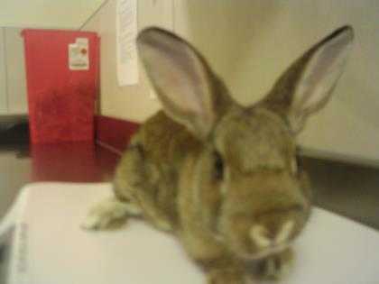 Adopt Cadbury a Chocolate American / Mixed rabbit in Chicago, IL (24857772)