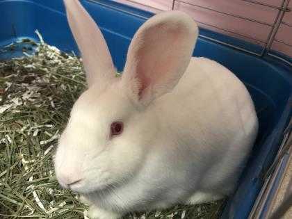 Adopt Natasha a White New Zealand / New Zealand / Mixed rabbit in E.