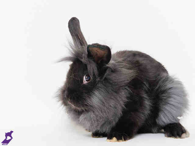 Adopt CROWLEY a Black Other/Unknown / Mixed rabbit in Murray, UT (24622209)