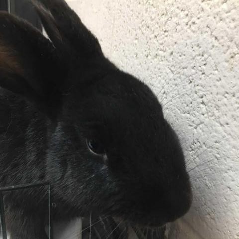 Adopt Peter-80363 a American rabbit in Las Cruces, NM (24637850)