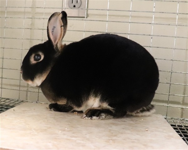 Adopt Gumper a Silver Marten / Mixed rabbit in Sioux City, IA (24215951)