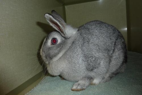 Adopt 116948 a Grey/Silver Other/Unknown / Mixed rabbit in Olympia