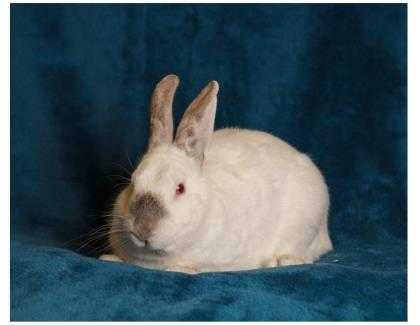 Adopt Christian a White Other/Unknown / Other/Unknown / Mixed rabbit in