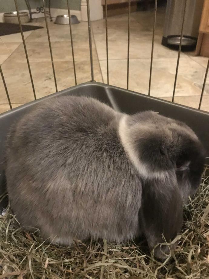 Adopt Sooty a Grey/Silver Lop, Holland / Mixed (short coat) rabbit in Warwick
